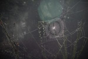 spider web 1285293 1280 spider-web-1285293_1280