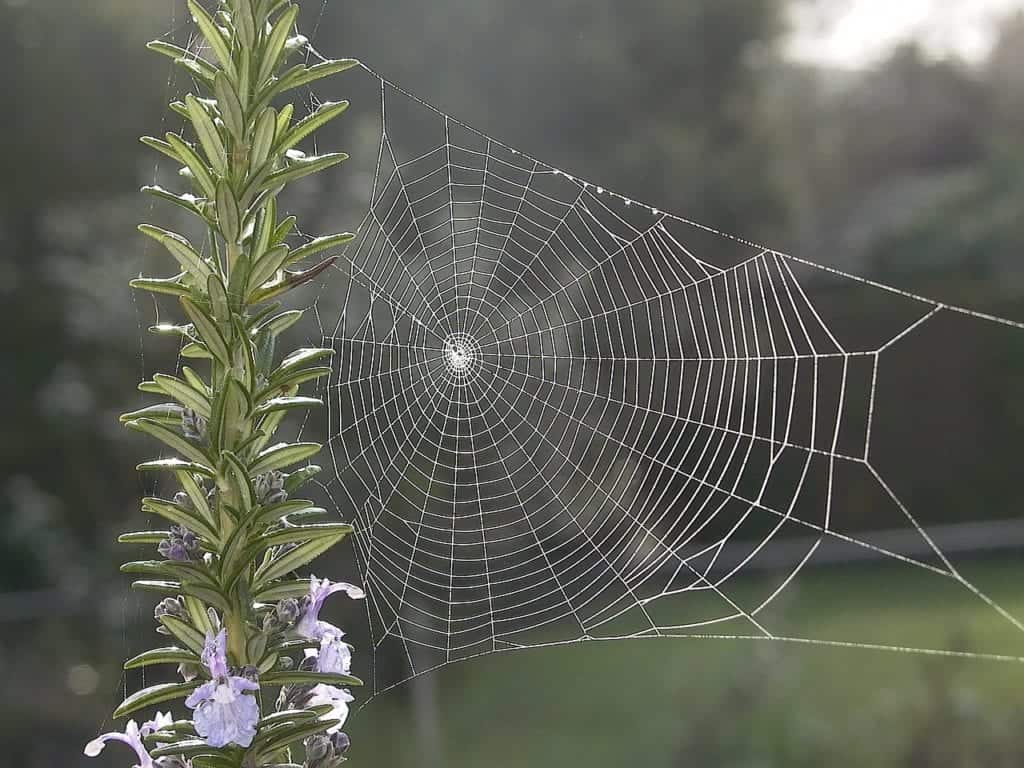 spiderweb 841610 1280 Different House Spiders and How to Keep Them Away