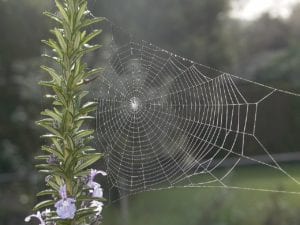 spiderweb 841610 1280 spiderweb-841610_1280