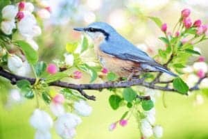 spring bird 2295431 960 720 spring-bird-2295431_960_720