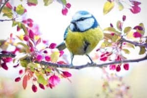 spring bird 2295434 960 720 spring-bird-2295434_960_720
