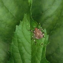 stinkbug1 210x210 1 Pest Library