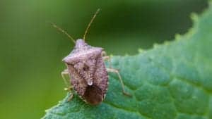 stinkybug2 stinkybug2