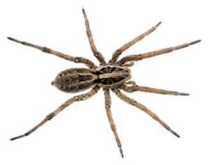 ter insects wolf spider article 2 ter-insects-wolf-spider-article-2