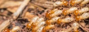 termites banner image termites-banner-image
