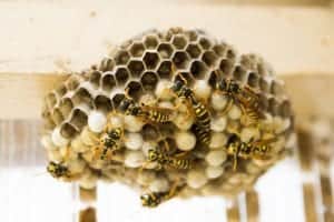the hive 335984 1280 the-hive-335984_1280