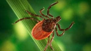 tickborne disease featured tickborne_disease_featured