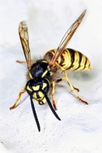 wasp 426979 1920 wasp-426979_1920