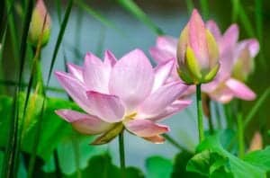 water lily 2536194 960 720 water-lily-2536194_960_720