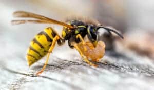 yellow jacket 3 yellow-jacket-3