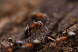 ant 2571968 1920 ant-2571968_1920
