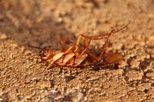 cockroach 3116192 1920 cockroach-3116192_1920