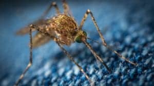 mosquito 3743404 1920 mosquito-3743404_1920