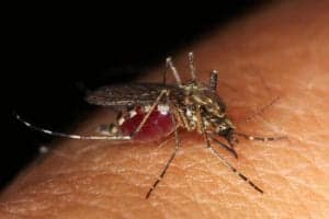 mosquito 4406812 1920 mosquito-4406812_1920