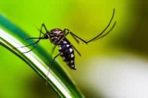 mosquito 4998145 1920 mosquito-4998145_1920