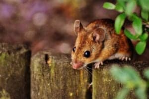 mouse 1708177 1920 mouse-1708177_1920