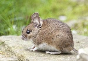 mouse 1974359 1920 mouse-1974359_1920