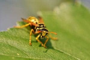 wasp 4458805 1920 wasp-4458805_1920