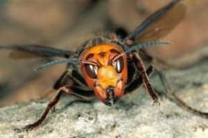 01 asian giant hornet minden 00405319.adapt .676.1 01-asian-giant-hornet-minden_00405319.adapt.676.1