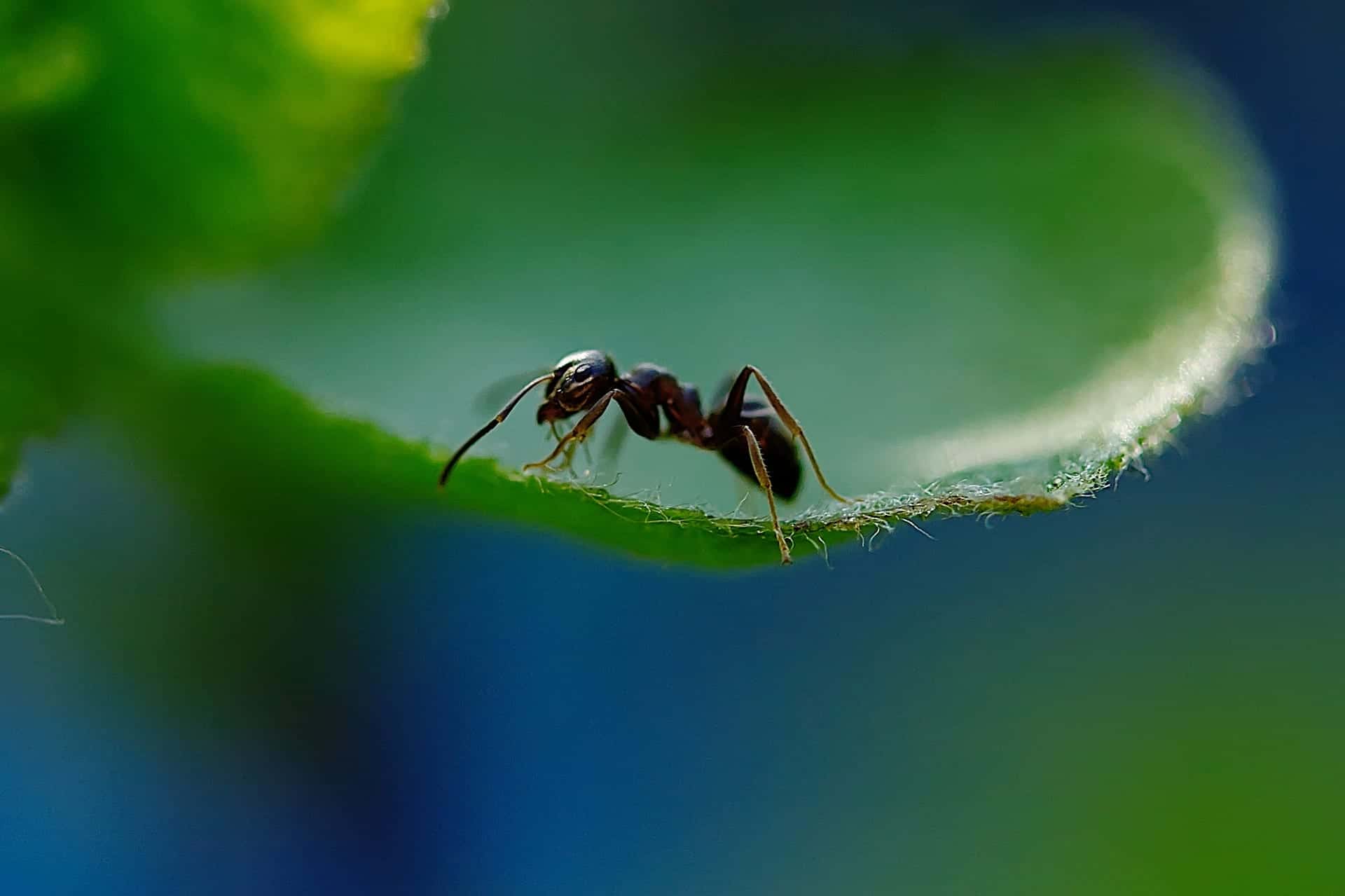 ant 5110012 1920 Ant's Actually Social Distance!