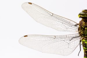 dragonfly 867888 1920 dragonfly-867888_1920