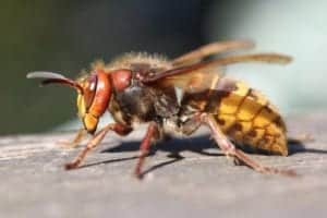 insect 3341970 1920 insect-3341970_1920