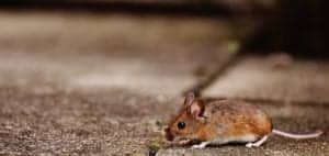 mouse 1708363 1920 mouse-1708363_1920