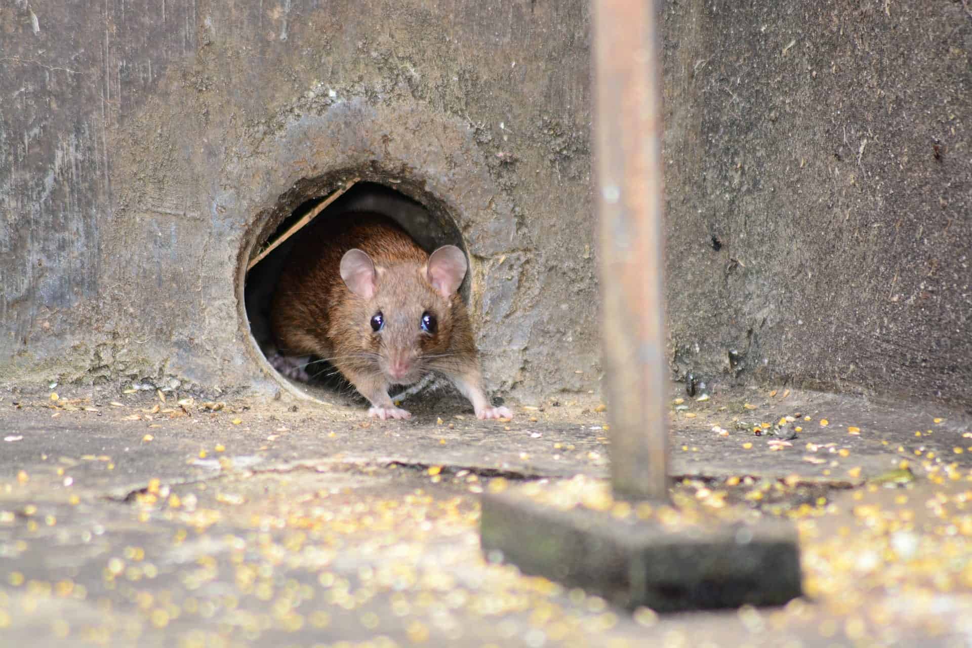 mouse pipe Reducing Rodents: What's Attracting Them to Your Home and How to Keep Them Away