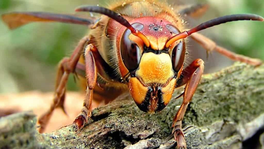 murder hornet Ten of the Most Dangerous Insects Alive Today