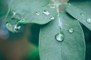plant 3585490 1920 plant-3585490_1920