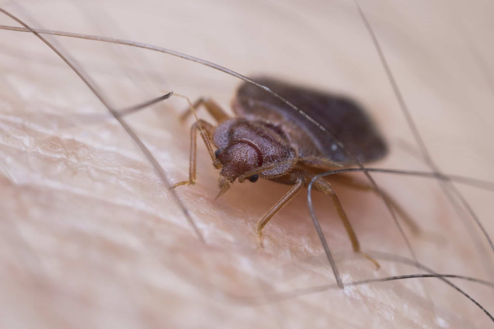 bedbug 4 scaled Picky Bed Bugs