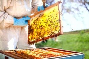 beekeeper beekeeper