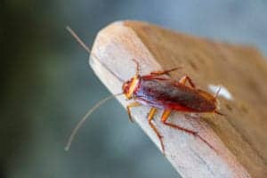 cockroach cockroach