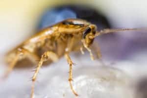 german roach 1 german roach 1