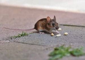 house mouse 5059208 1920 house-mouse-5059208_1920