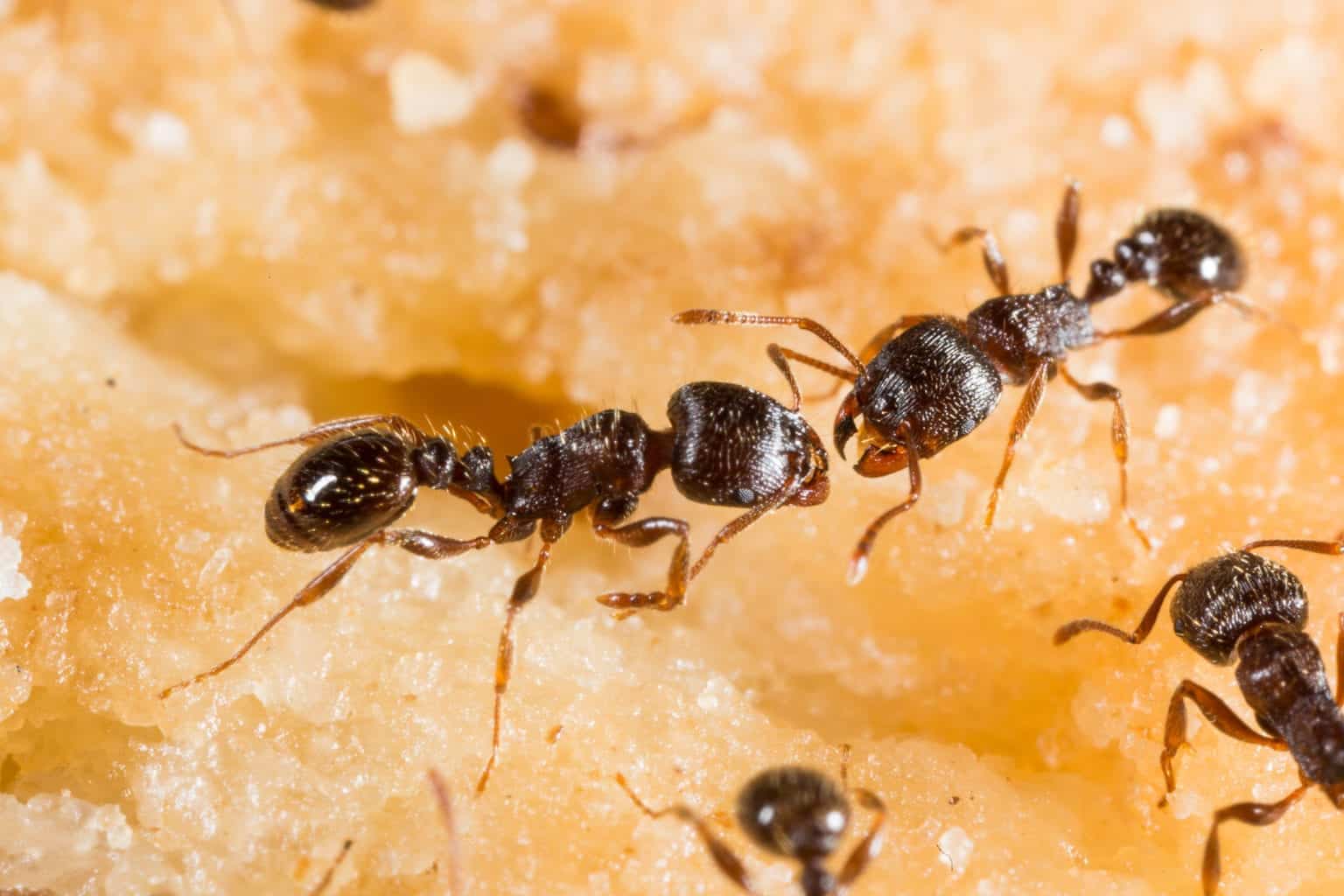 pavement ants 1 Pointe Pest Control Chicago Pest Control and