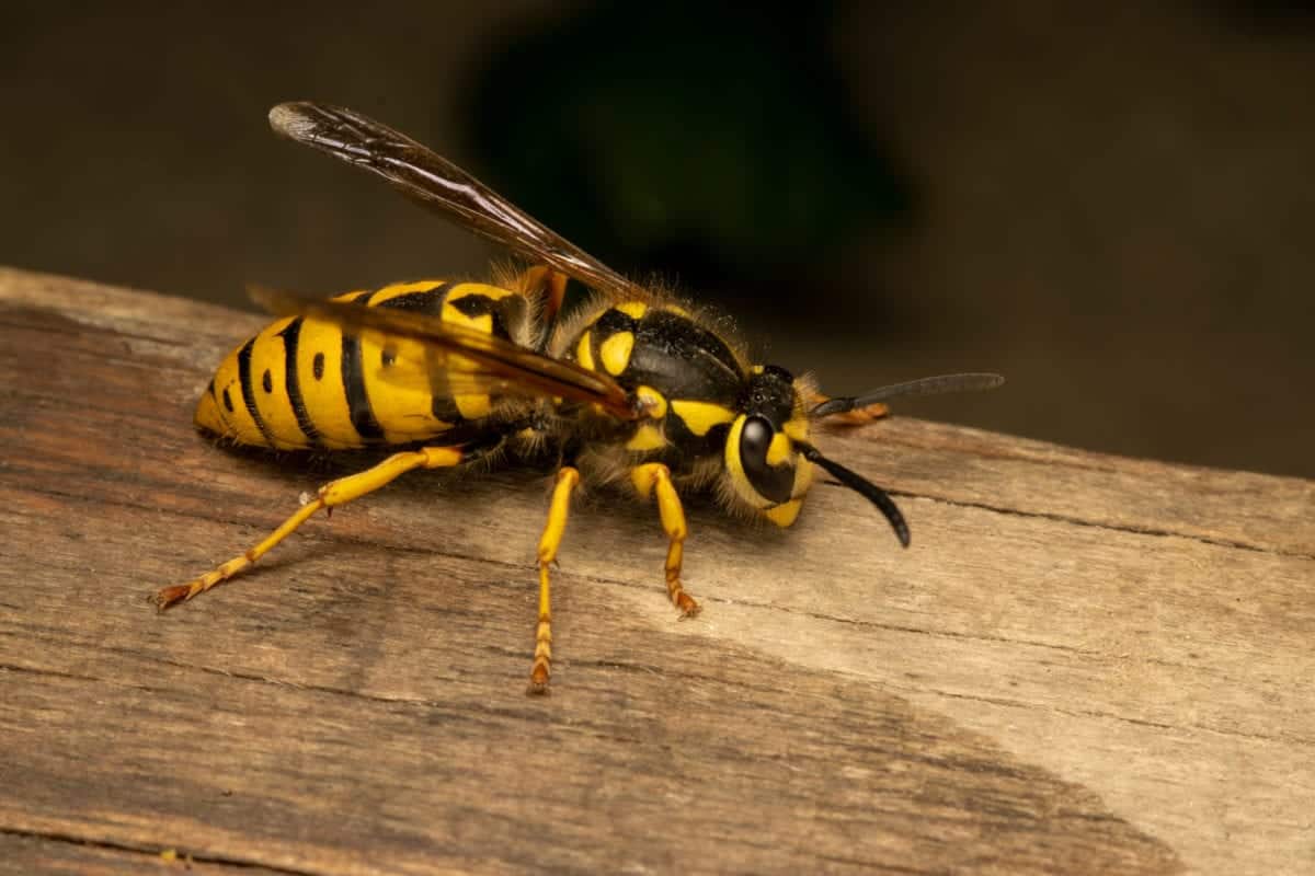 Yellow Jackets Vs Paper Wasps What’s The Difference Pointe Pest Control Chicago Pest