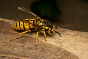 shutterstock 1381143599 Yellow Jackets Vs. Paper Wasps: What’s the Difference?