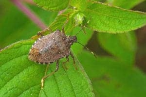 stink bug 2 stink bug 2