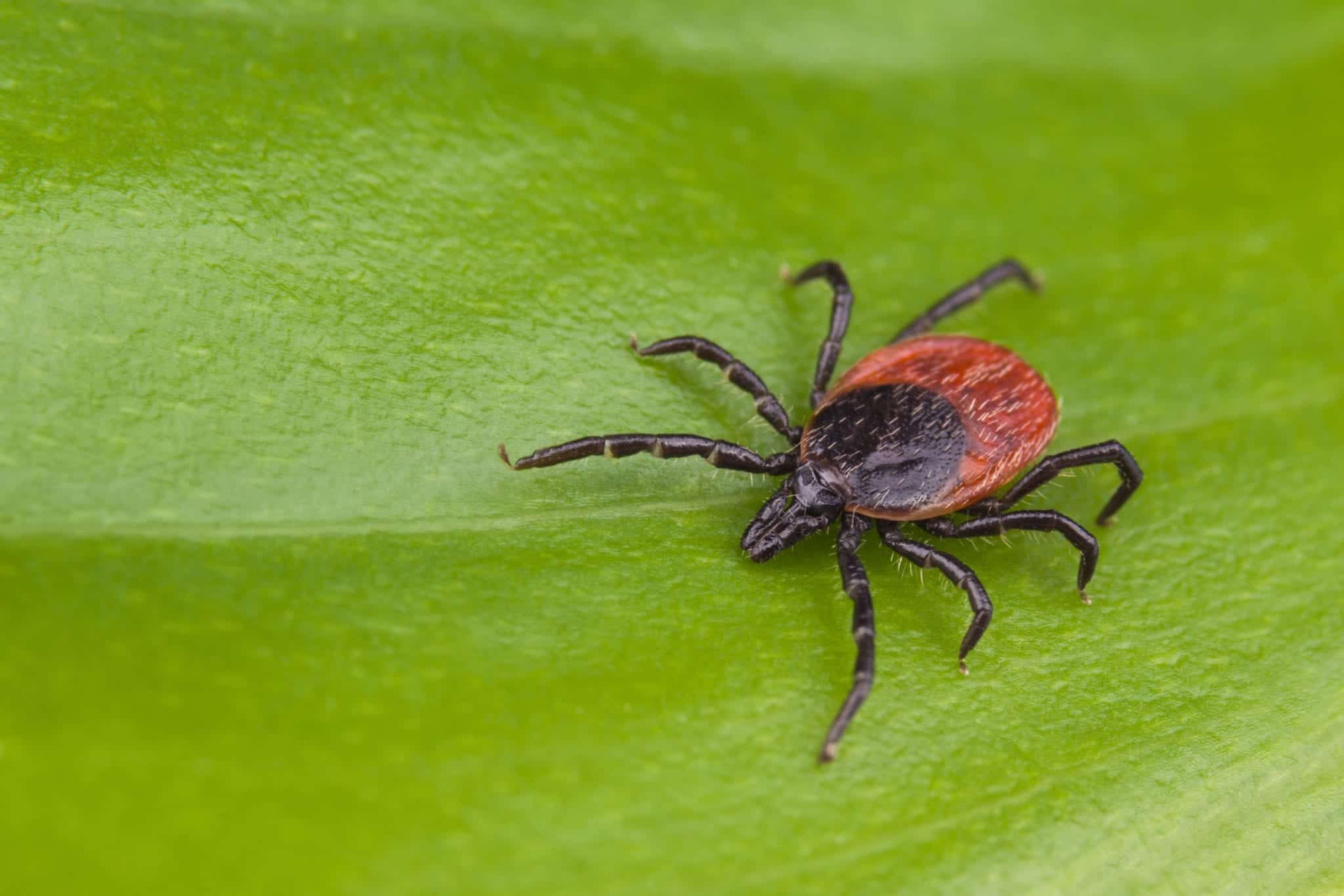 An increasing national problem pointe pest control chicago
