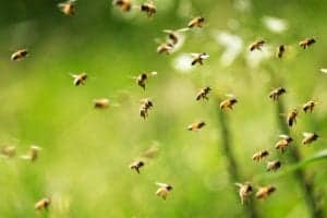 bees bees
