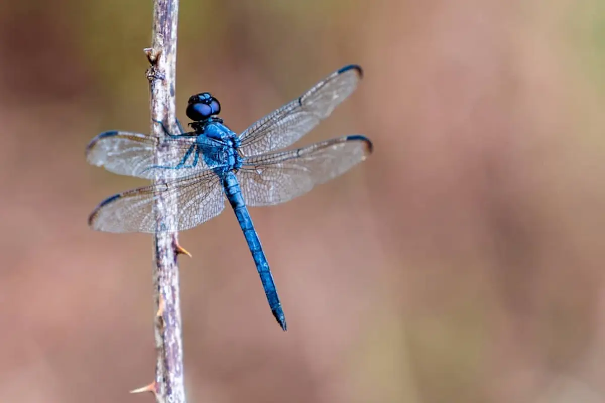 Blue dragonfly resting on a thin branch outdoors, highlighting a beneficial insect that helps control mosquito populations.