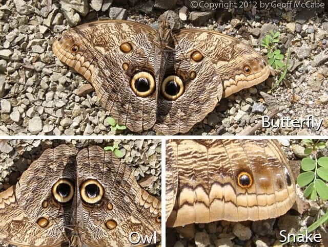 butterfly owl or snake 5 Impressive Camouflaging Insects