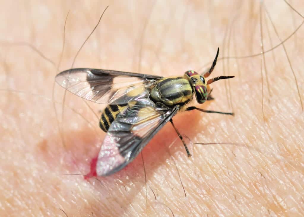 deer fly Different Flies and How to Keep Them at Bay