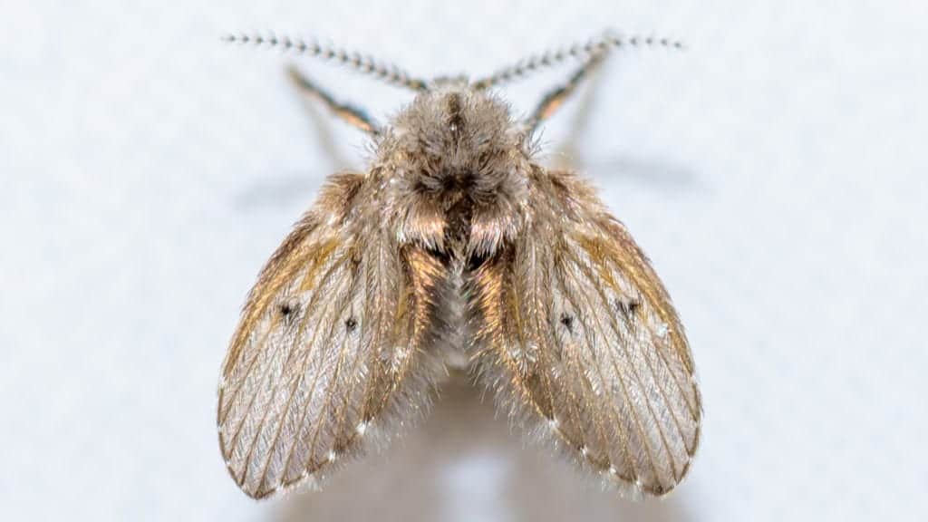 drain fly Different Flies and How to Keep Them at Bay