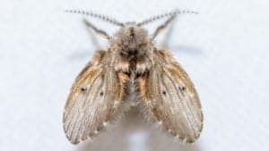 drain fly drain fly