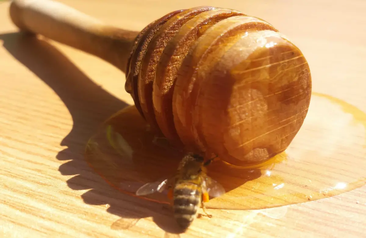 Wooden honey dipper dripping honey with bee on wooden table