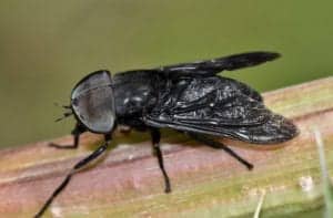 horse fly horse fly