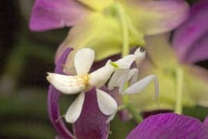 orchid mantis orchid mantis