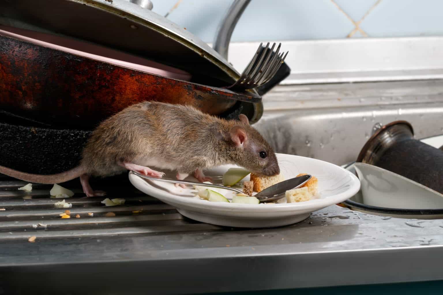rat on dishes Pointe Pest Control Chicago Pest Control and Exterminator